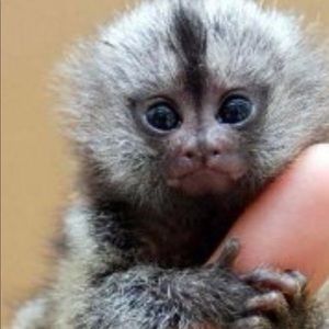 Baby Finger Monkey